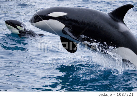 シャチ子#PF見て シャチ子#PF見て Amazon.co.jp: タカラトミー(TAKARA TOMY) アニア AL