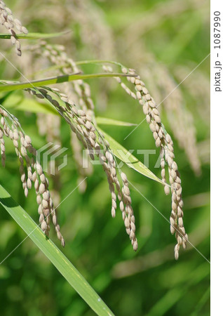 収穫近し 1087990