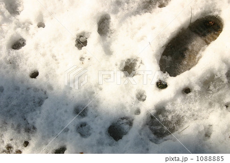 雪足跡 1088885