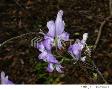 ヤマトリカブト ヤマトリカブト 1089081