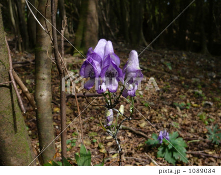 ヤマトリカブト 1089084