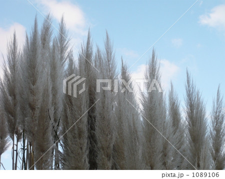 シロガネヨシ 1089106