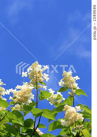 夏の花と青空 1089686