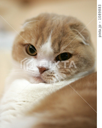 猫 1089883