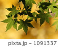 1091337