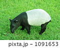 バク 1091653