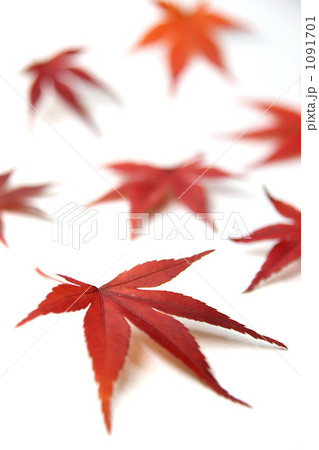 楓の紅葉 楓の紅葉 1091701