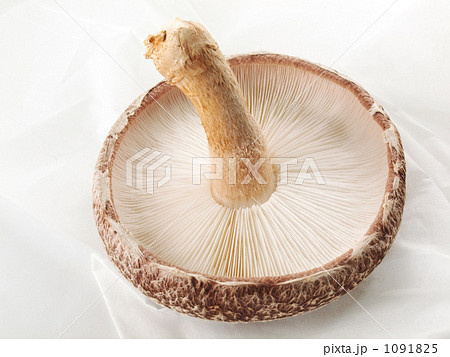 取り立て椎茸 取り立て椎茸 1091825