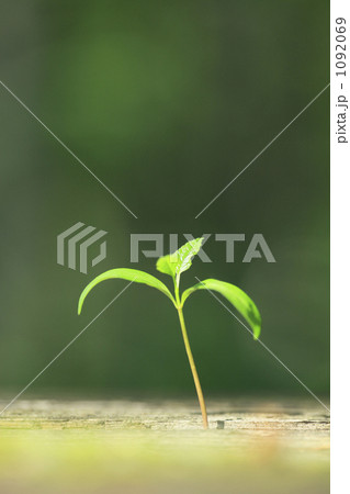 新芽 1092069