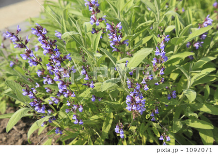 コモンセージ 1092071