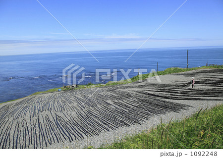 昆布干し 昆布干し 1092248