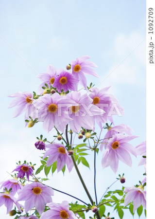 コダチダリア 1092709