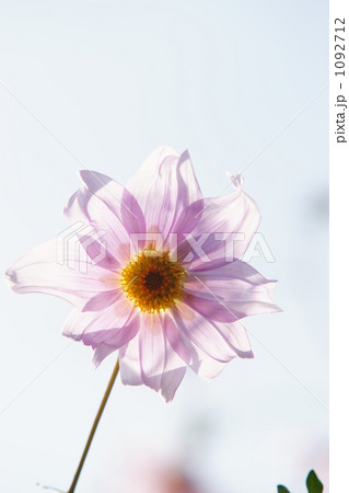 コダチダリア 1092712