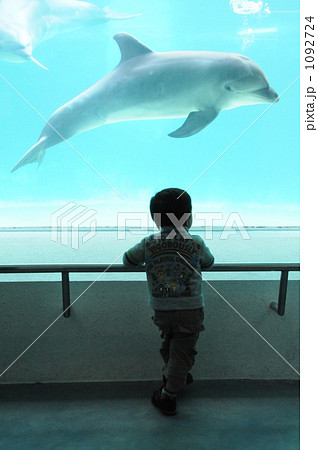 イルカと少年の写真素材