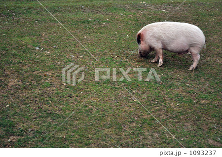 食事に夢中 1093237