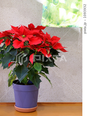 鉢植えのポインセチア 1093932