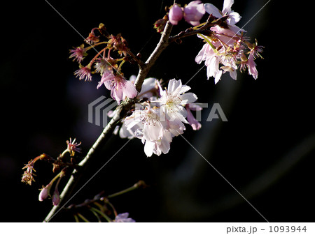 十月桜 1093944