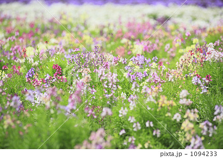 花畑  1094233