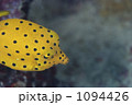 1094426