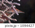 1094427