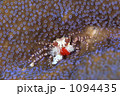 1094435