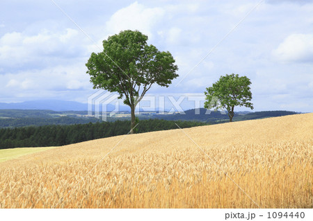 メルヘンの木  1094440