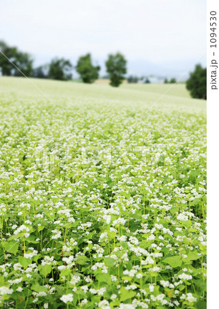 蕎麦畑 1094530