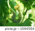 ゴーヤの実と花 1094564