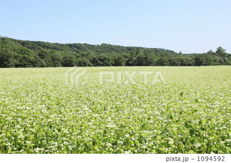 蕎麦畑 1094592