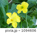ゴーヤの花  1094606