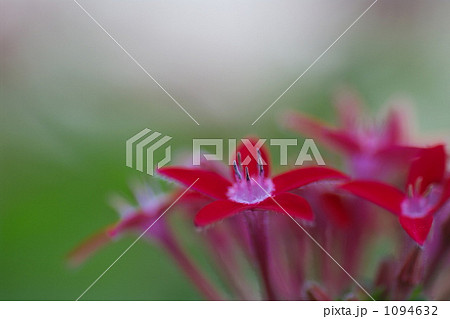 ペンタス 1094632