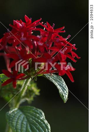 ペンタス ペンタス 1094633