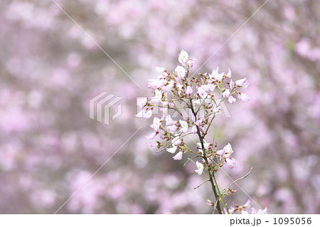 雲南萩 雲南萩 1095056