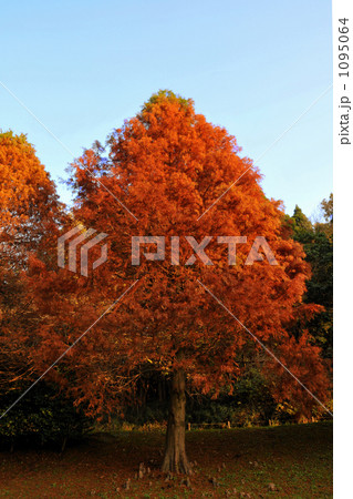 Autumn Color 1095064