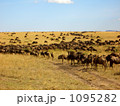 バッファローの群れ 1095282