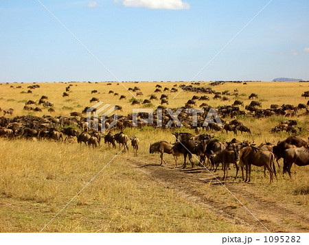 バッファローの群れ バッファローの群れ 1095282