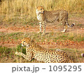 二頭のチーター 1095295