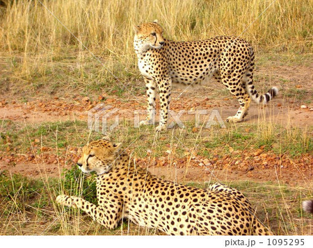二頭のチーター 二頭のチーター 1095295