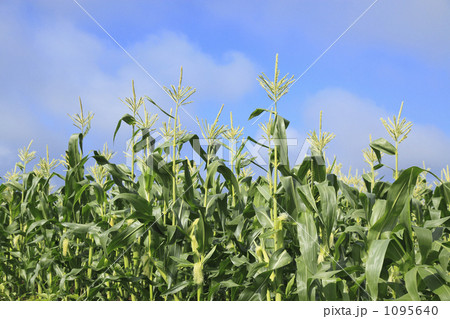 トウモロコシ畑の写真素材