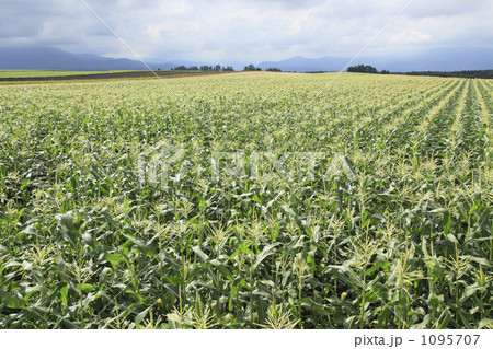 トウモロコシ畑 1095707