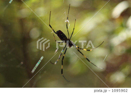 ジョロウグモ 1095902