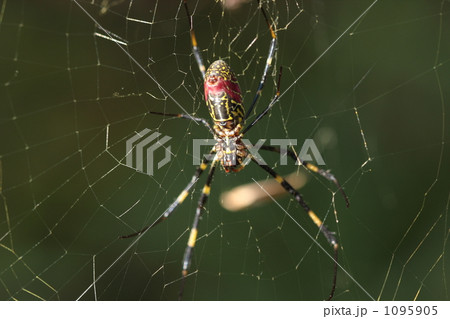 ジョロウグモ 1095905