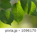 桜の葉っぱ 1096170