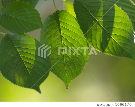 桜の葉っぱ 1096170