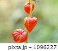 ほおずき 1096227