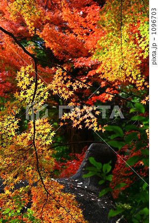 紅葉 1096703