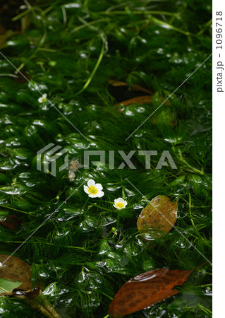 バイカモ 1096718