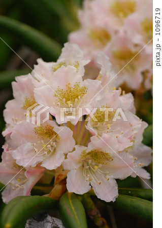 ハクサンシャクナゲ ハクサンシャクナゲ 1096719