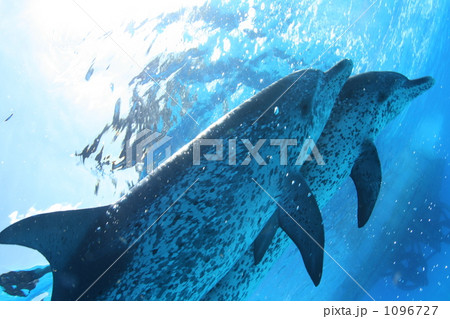 仲良しイルカ 仲良しイルカ 1096727
