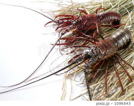 藁の上の伊勢海老01 藁の上の伊勢海老01 1096843
